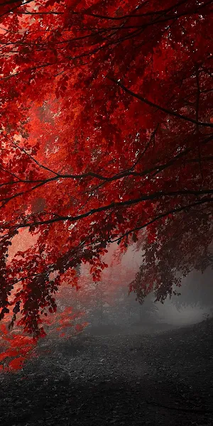 Red Tree, Tree, Branch, Red, Water Full HD iPhone Wallpaper Background