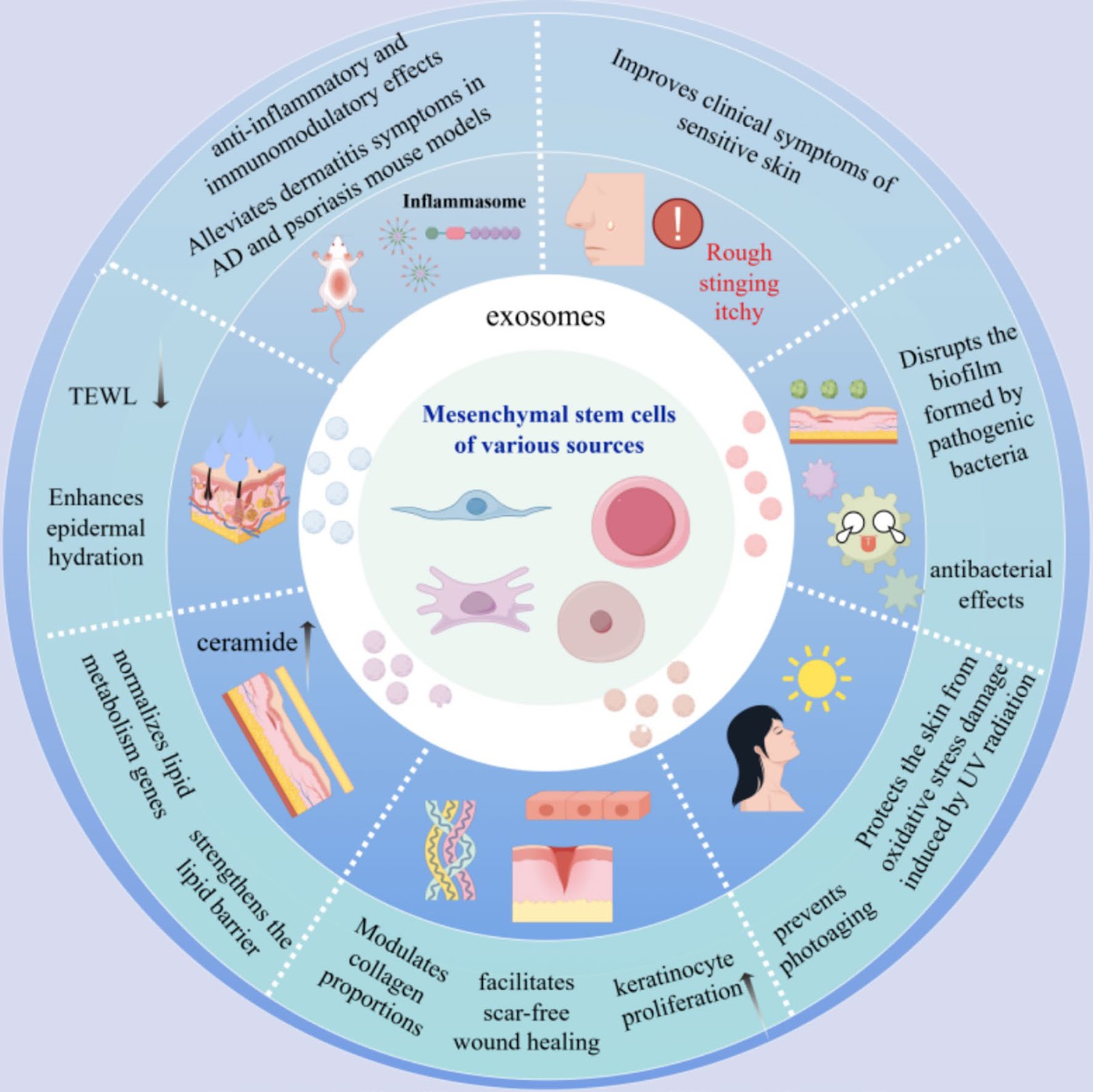 Targeting skin barrier repair: mechanisms of action, therapeutic evidence, and clinical translation challenges of mesenchymal stem cell-derived exosomes