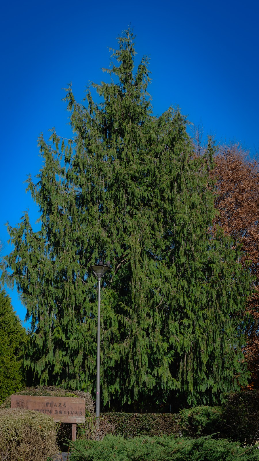 Árbol gigante en Plaza Simón Bolívar