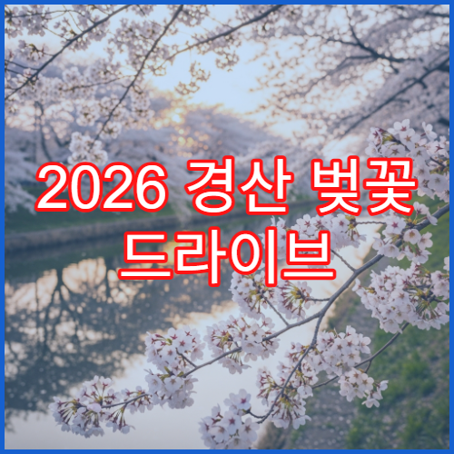 2026 경산 벚꽃 드라이브 중앙로→금호강 2시간 완벽 동선 초보 추천
