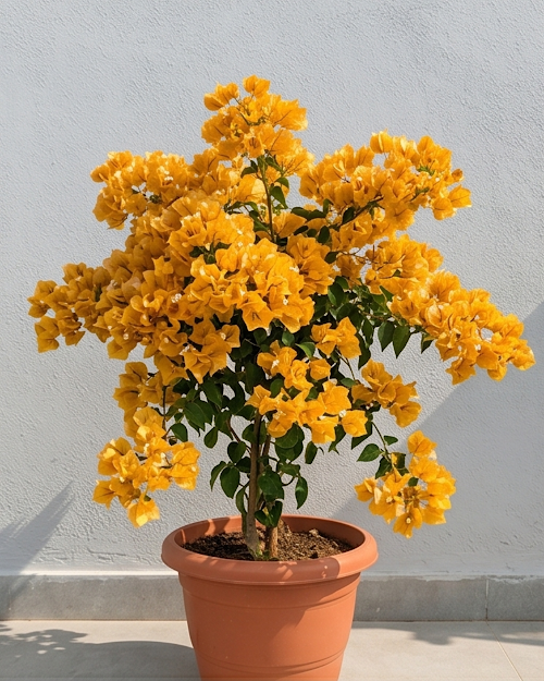 Imported Yellow Diamond Bougainvillea Plant