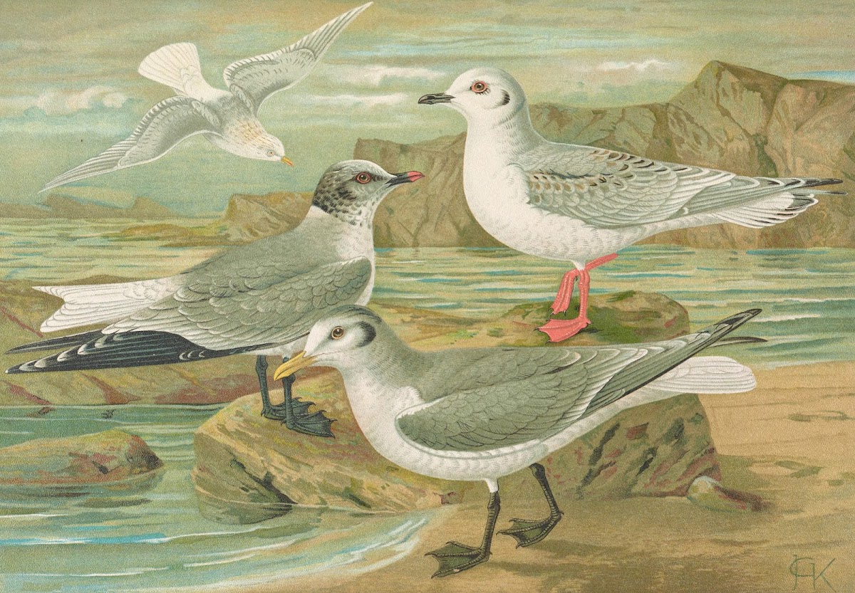 Rhodostethia rosea Xema Sabinei Sab Rissa tridactyla Larus leucopterus Faber