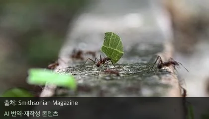 개미 식습관 변화 - 과자 부스러기에 빠진 개미, 자연 생태계 위협할까?