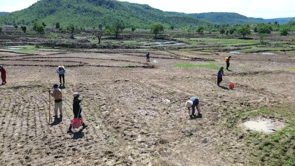 Mùa lên rẫy trỉa lúa ở vùng cao Gia Lai - Báo Sài Gòn Giải Phóng