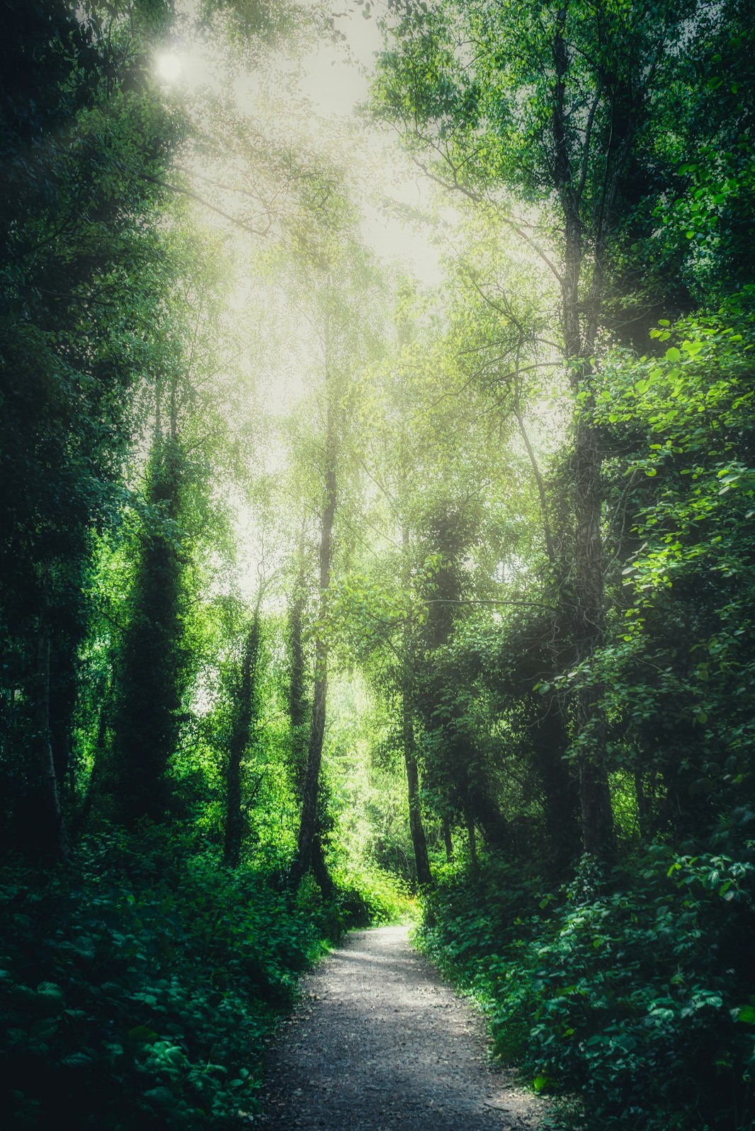 2026 봄꽃 가족 인생샷: 개화시기-안전 꿀팁