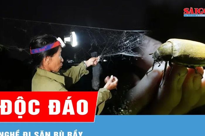 Độc đáo nghề đi săn bù rầy - Báo Sài Gòn Giải Phóng