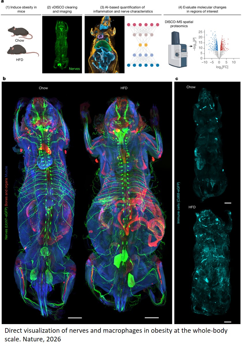 A deep-learning framework reveals whole-body perturbations at cell level