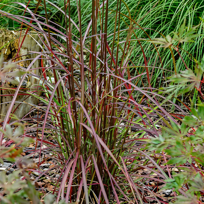 Miscanthus sinensis 'Ruby Cute' con spighe rosse in un giardino autunnale