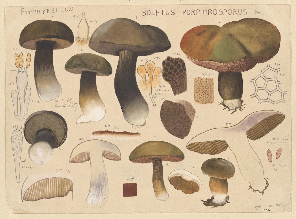 Boletus porphyrosporus Fr 1915 1945