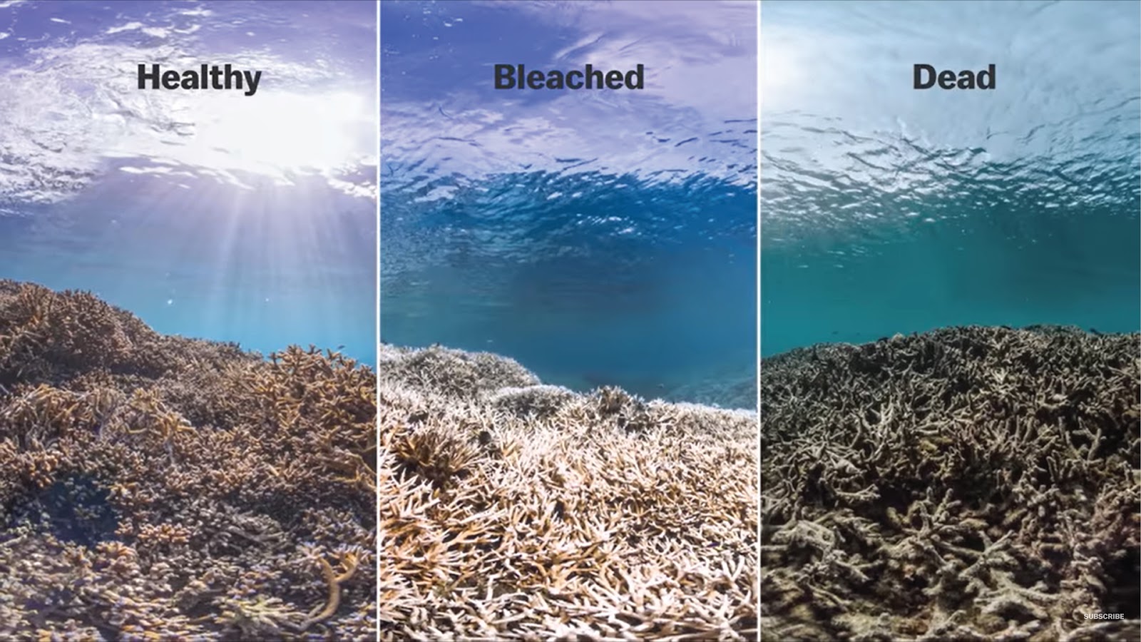 Difference Healthy, Bleached, Dead Coral Sea. Coral and Seagrass, Coral Sea, Seagrass Sea CarbonEthics Indonesia