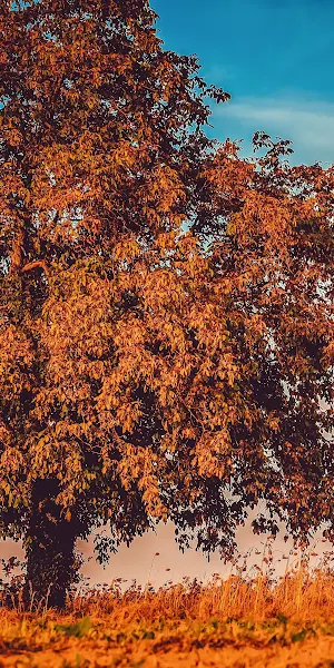 Autumn Tree Branches 4K iPhone Wallpaper Background