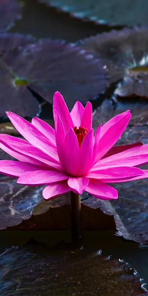 Lotus, Waterlily, Nymphaea, Pink, Floral 4K Wallpaper Background