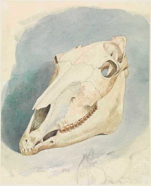 Studie eines Tierschädels 1860