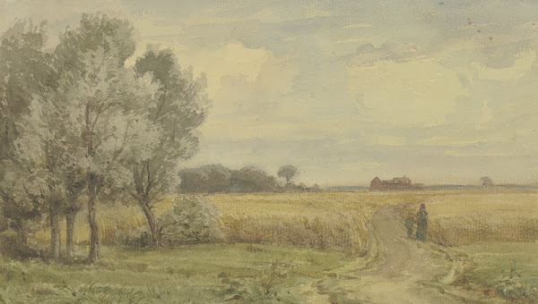 Cornfield in the summer