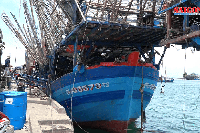 Quảng Ngãi: Giá mực xà tăng cao kỷ lục - Báo Sài Gòn Giải Phóng