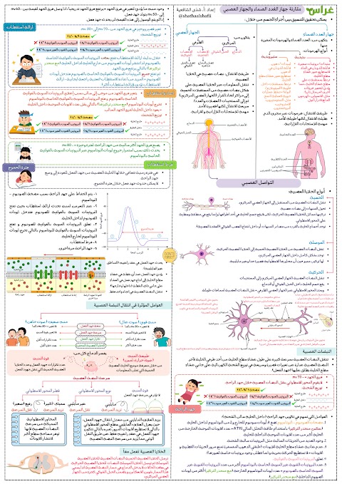 ملخص مركّز في ورقتين للوحدة الخامسة التحكم والتنسيق - أحياء الصف 12 الفصل 1