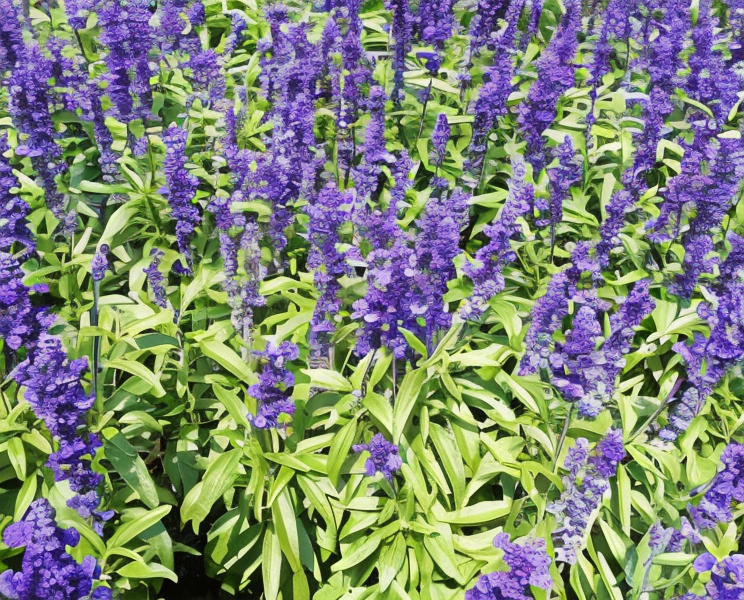 Salvia farinacea in piena fioritura blu in un giardino estivo sotto il sole.