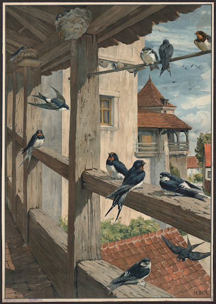 Barn swallow 1913