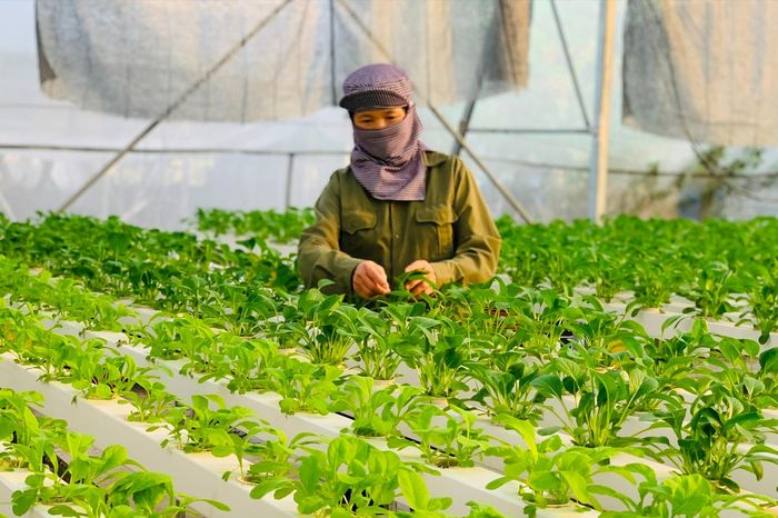 Hà Nội: Minh bạch nguồn gốc, nâng cao giá trị nông sản - Đài Phát thanh và truyền hình Hà Nội