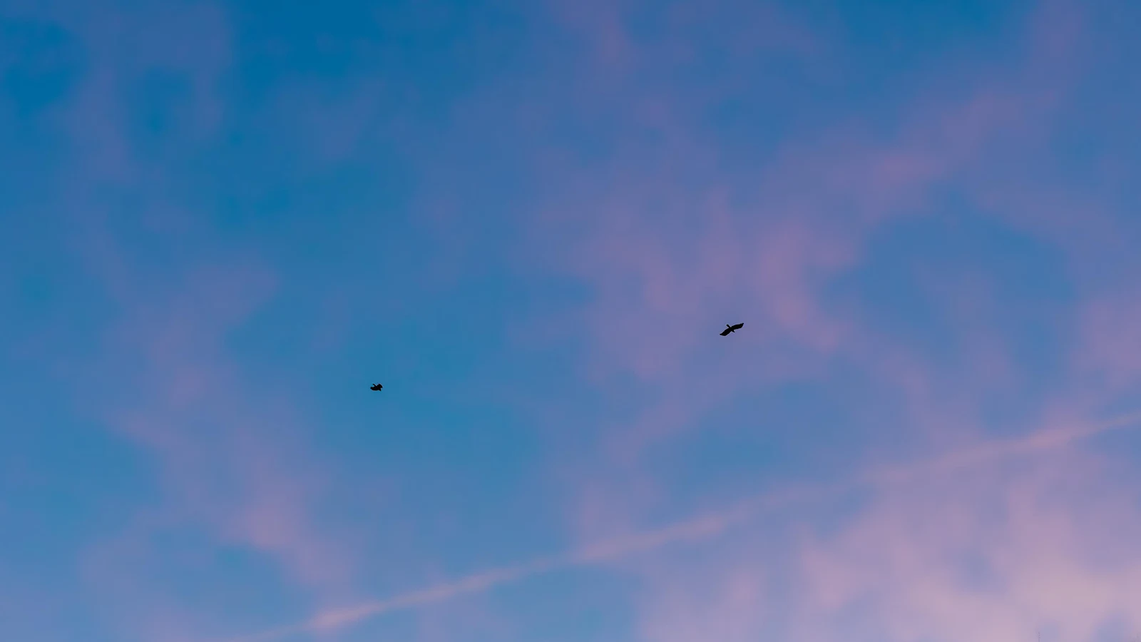 Birds Flying Under Twilight Sky - Nature Photography 4K Wallpaper (4139x2328)