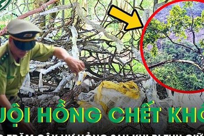 Hàng trăm cây muội hồng chết khô, không được ươm trồng sau khi thu giữ - Báo Sức Khỏe &amp; Đời Sống