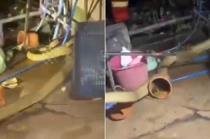 Hổ mang chúa khổng lồ 4 mét 'đột kích' bếp nhà dân, nhóm chuyên gia nín thở vây bắt: Xem clip mà gai người - Chuyên trang Góc nhìn pháp lý - Tạp chí Người đưa tin