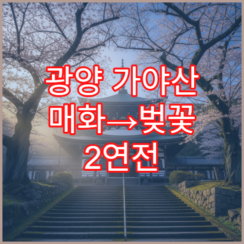 광양 가야산 매화→벚꽃 2연전 드라이브 제철소 뷰 20km 완벽 코스