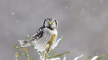 Owl Wallpaper