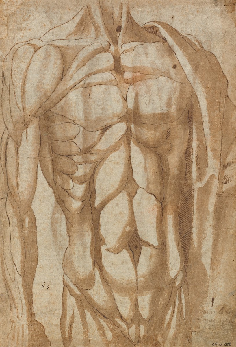 Study of a Flayed Torso verso 1554