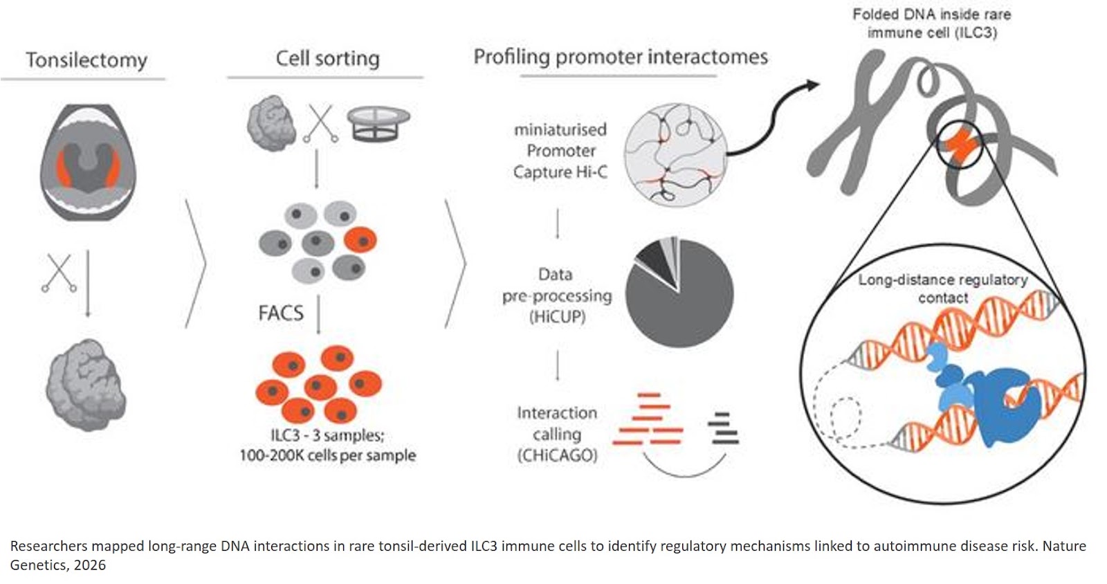 High-resolution promoter interaction analysis implicates genes involved in activation of type 3 innate lymphoid cells in immune disease risk