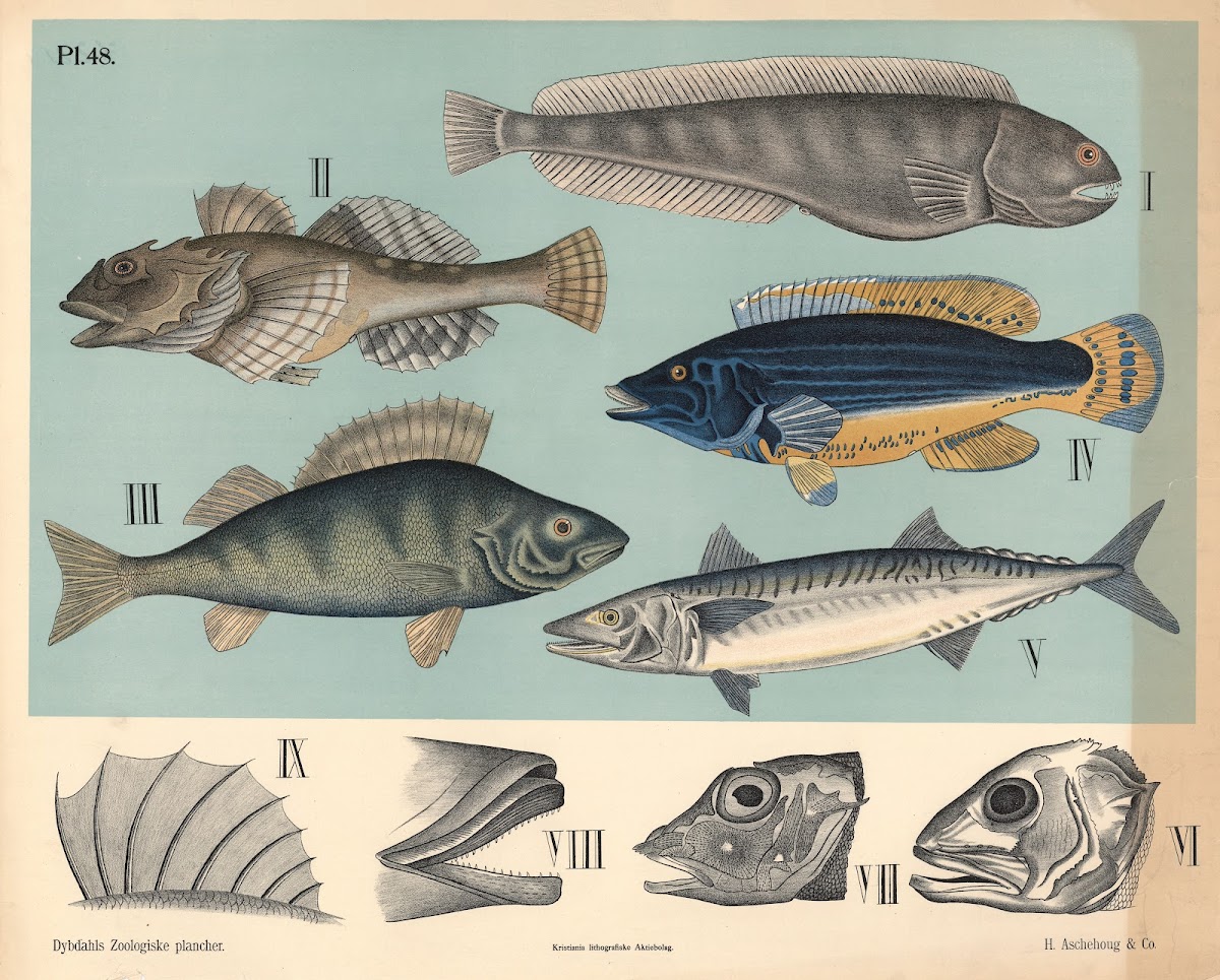 Fisk Pigfinnede fisk 1881