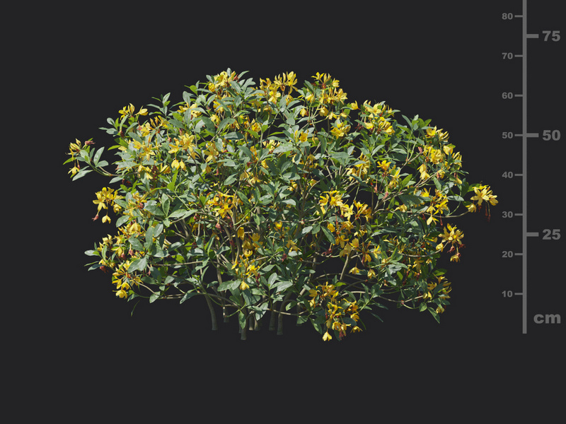 Maxtree - Plant Models Vol.129