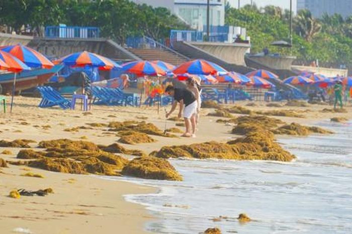 Hình ảnh rong biển phủ kín Bãi Sau, người dân Vũng Tàu tranh thủ nhặt về - Báo Người Lao Động