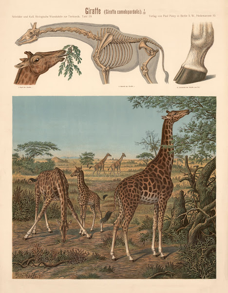 Giraffe Giraffa Camelopardalis