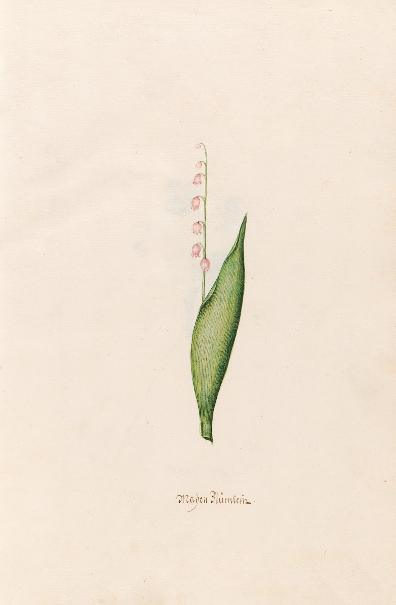 Maÿen Blümlein 1692