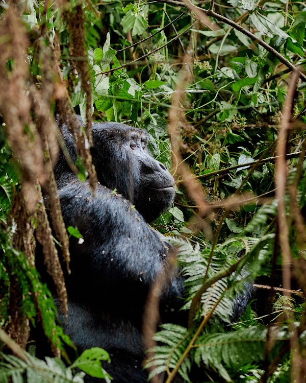 Bwindi frame 11