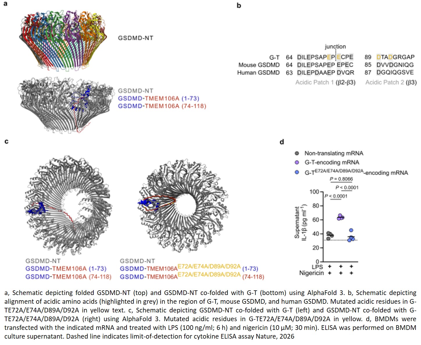 Mammalian genes can combine to make previously unknown mRNAs, proteins