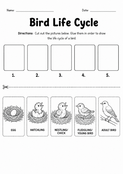 Bird Life Cycle Worksheet