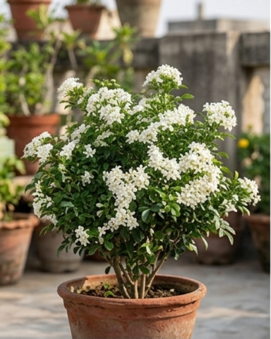 Madhu Kamini Desi Plant — view 3