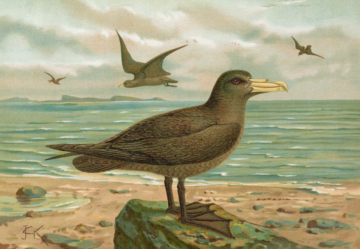 Ossifraga gigantea GMEL Riesen Sturmvogel