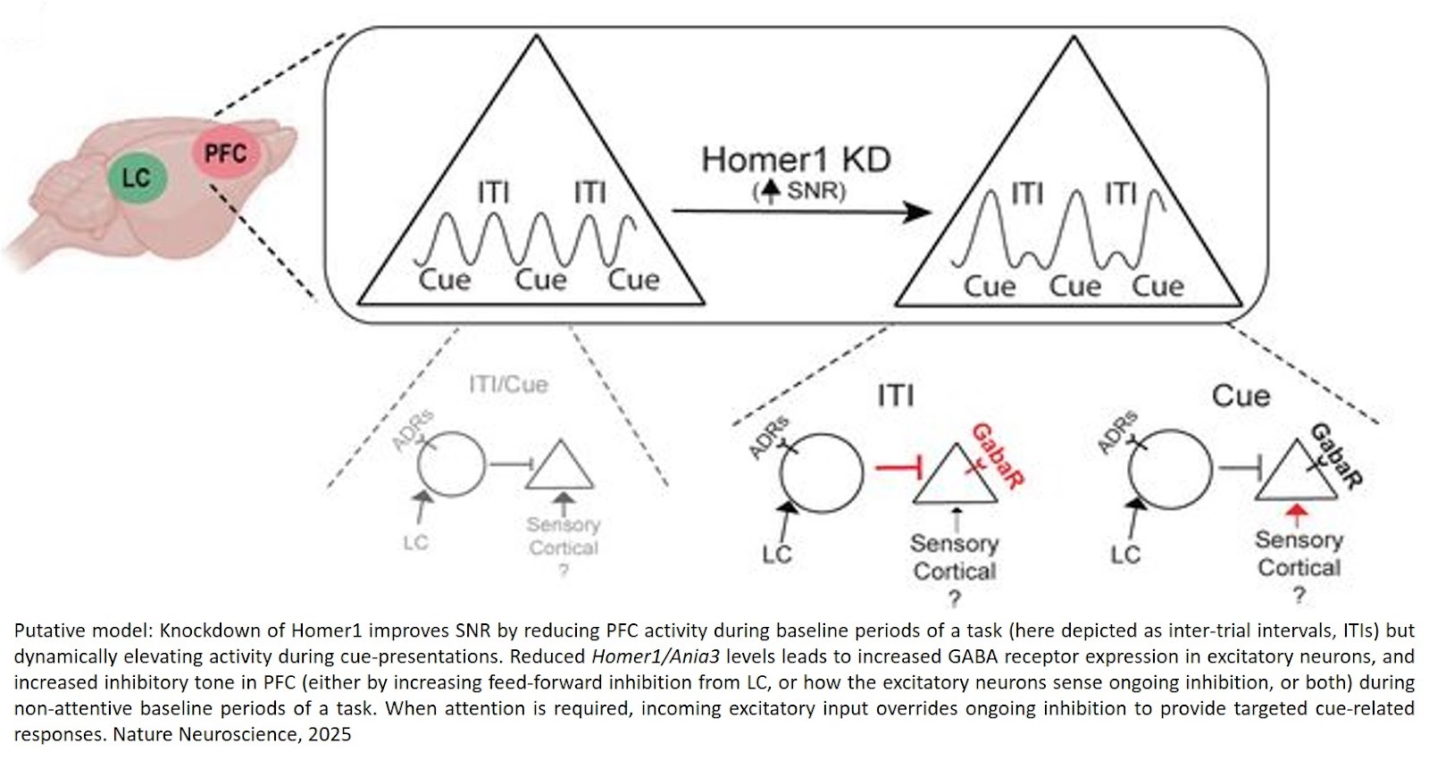 Homer1 gene improves focus!