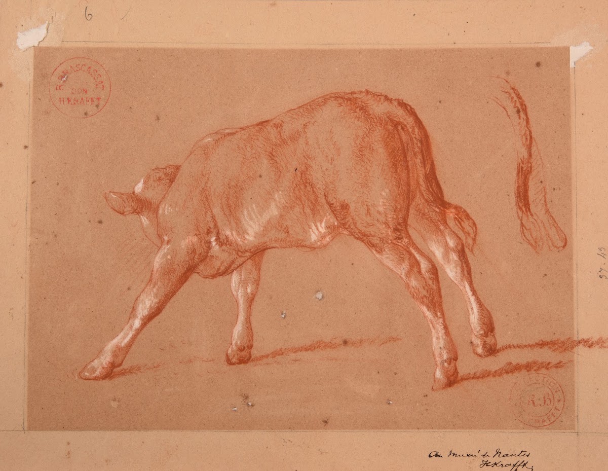 Étude de veau