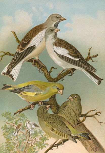 Fringilla nivalis Chloris chloris