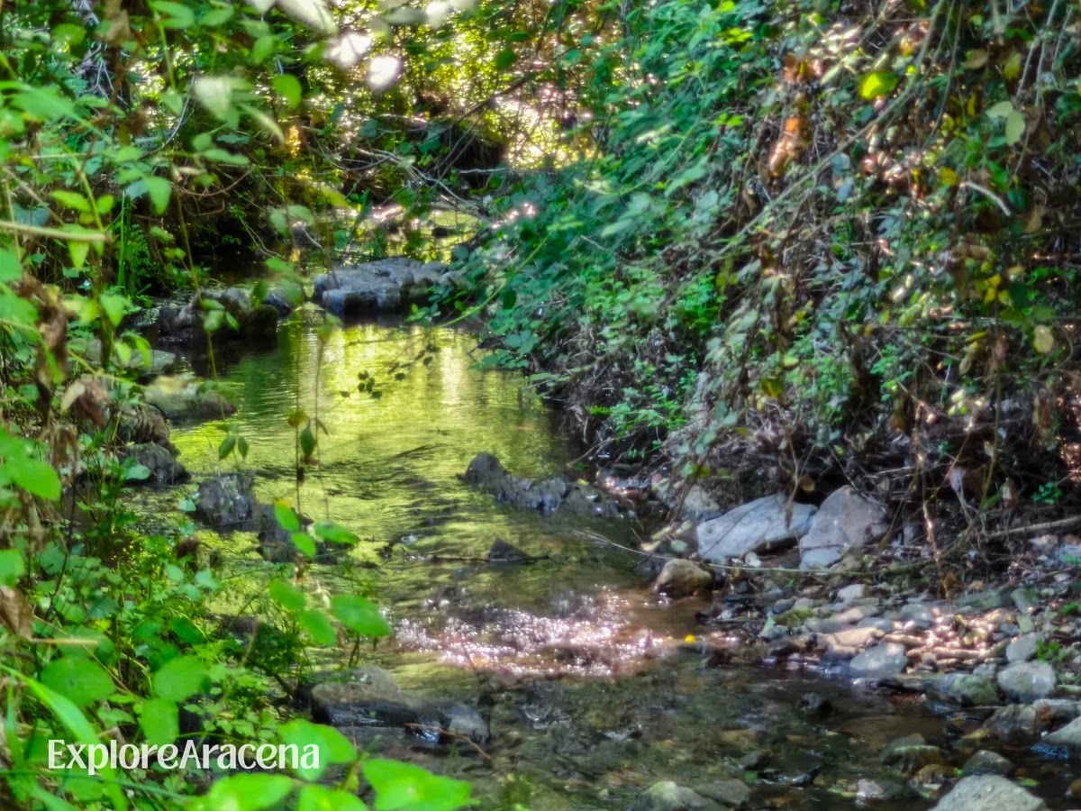 Small stream running through dense green woodland in the Sierra de Aracena