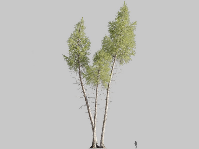 Maxtree - Plant Models Vol.126