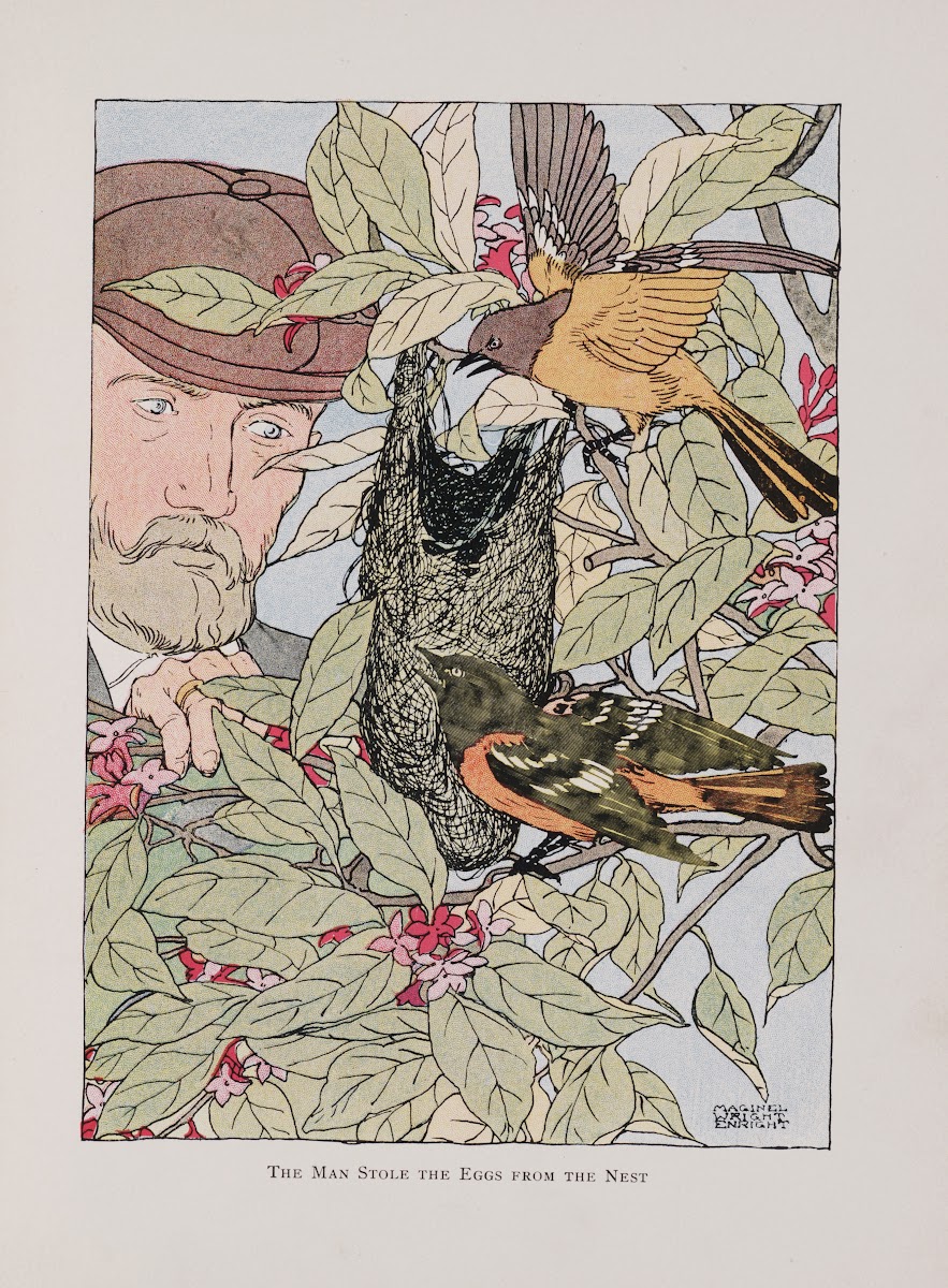 The man stole the eggs from the nest 1907