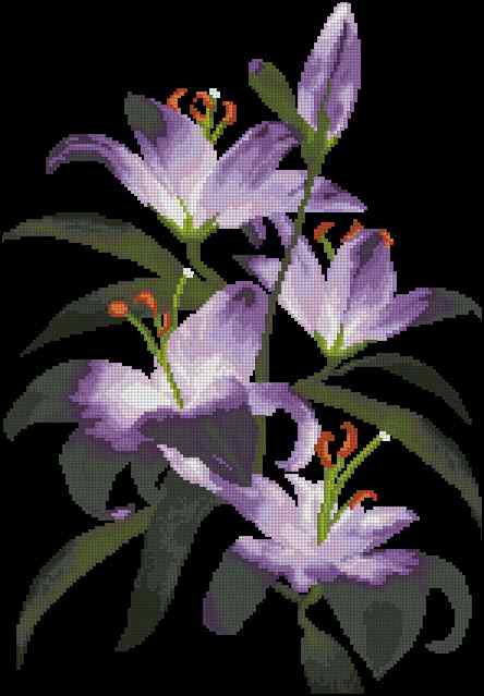 CMP 170385 Natural Tenderness