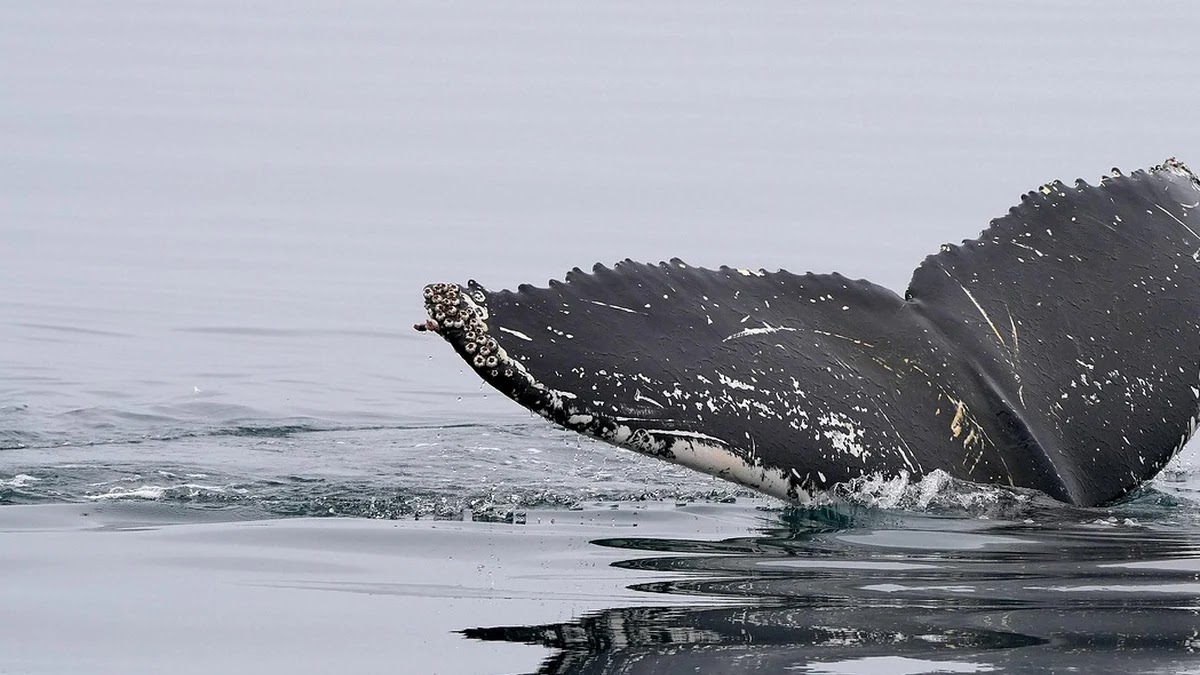 고래 싸움에 새우 등 터진다 속담의 심리적 갈등 구조와 사회적 영향