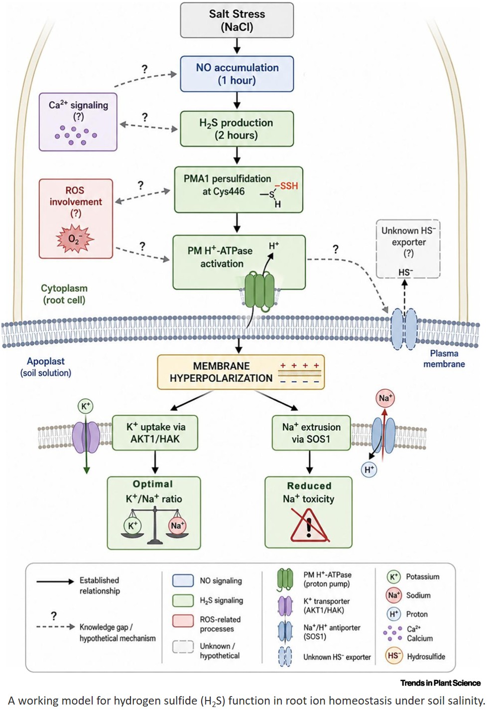 Role of hydrogen sulfide in crop salinity tolerance