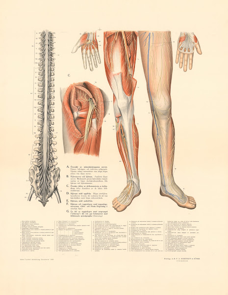 Blood circulation 1931